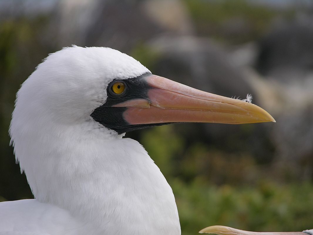 Galapagos 3-1-10 Espanola Punta Suarez Nazca Masked Booby Close Up